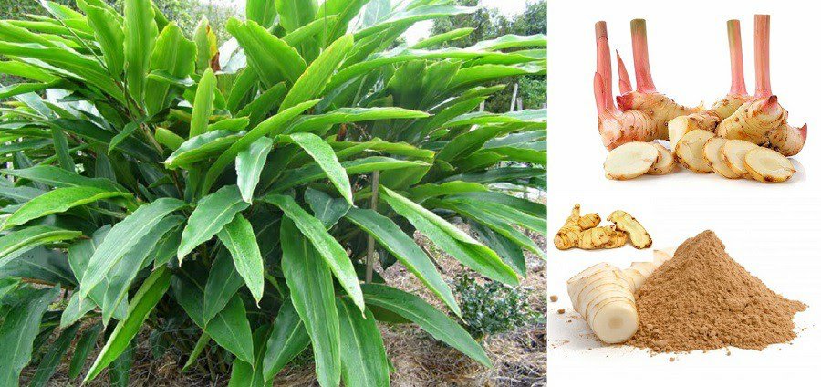 Tác dụng của cây riềng theo như kinh nghiệm dân gian