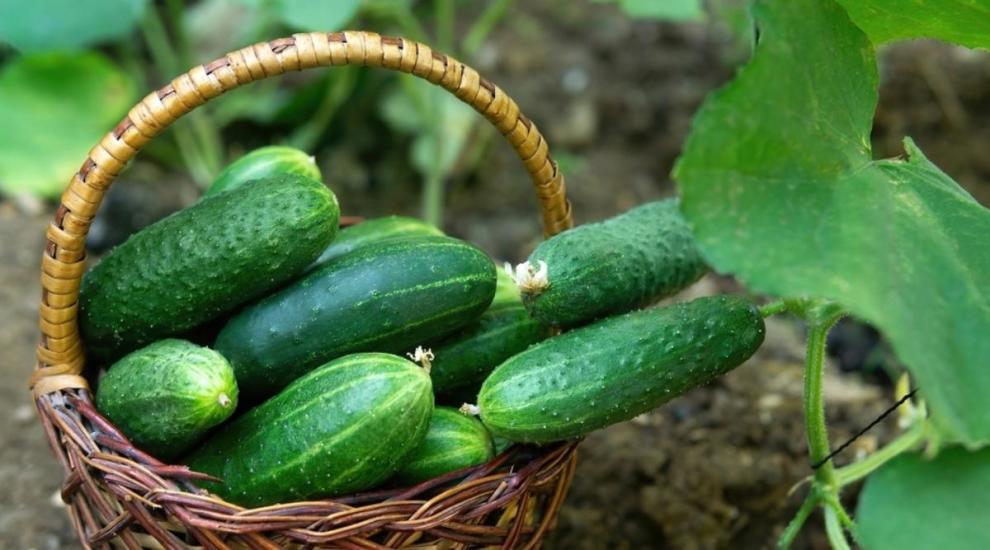 Các đồ ăn không tinh bột và đồ ăn nhẹ có ít tinh bột