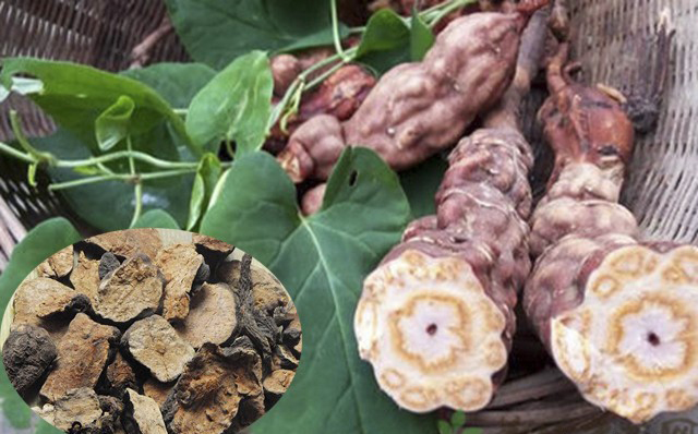Lợi ích của hà thủ ô đối với sức khỏe