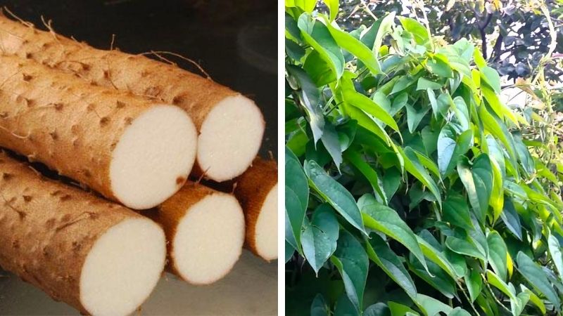 Cây củ mài là gì? Cây củ mài có công dụng gì?