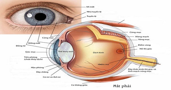 Bộ phận của mắt giống như thấu kính là? Bộ phận của mắt giống như màn ảnh là?