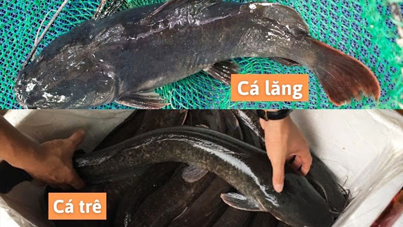 Cá lăng là cá gì? Bao nhiêu tiền 1kg cá lăng, cách phân biệt cá lăng và cá trê