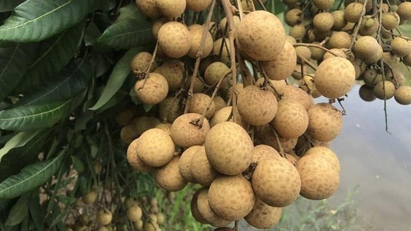 Những lợi ích quả nhãn đối với sức khỏe không phải ai cũng biết