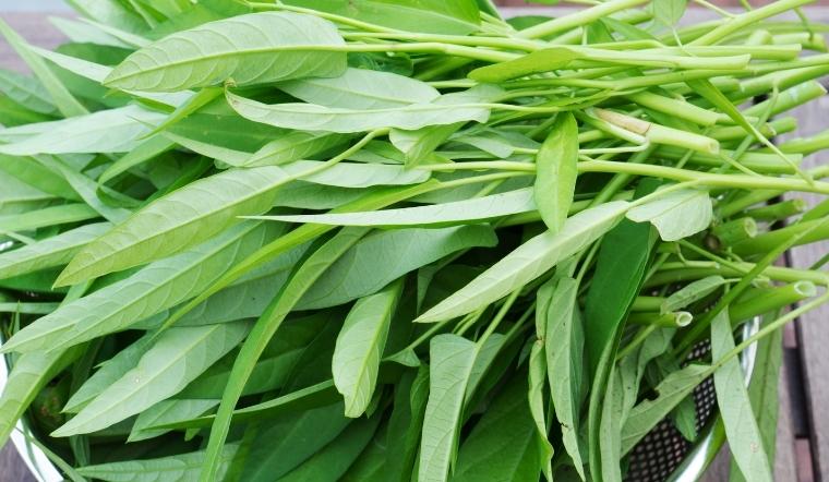 Bị bệnh gút có nên ăn rau ngót, muống, mồng tơi không?