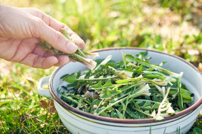 Cây bồ công anh có tác dụng gì đối với sức khỏe ?
