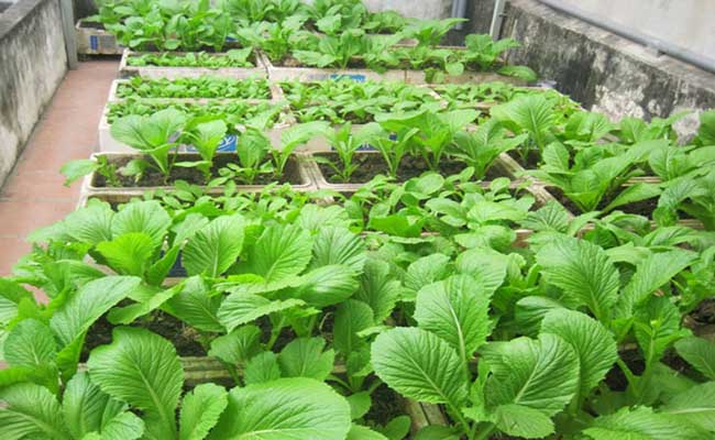 Bị bệnh gút có nên ăn rau ngót, muống, mồng tơi không?