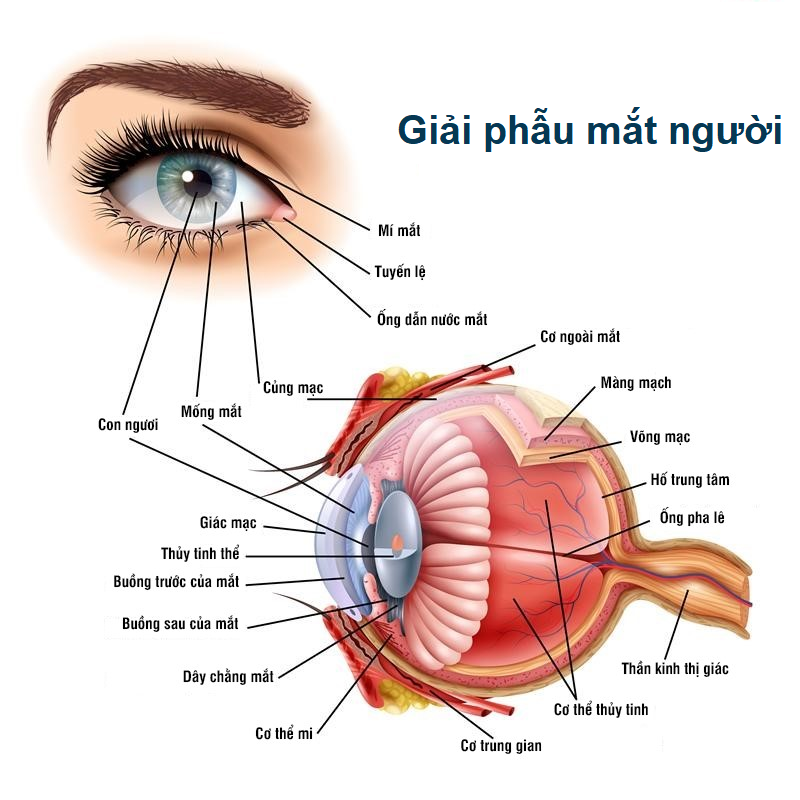 Con ngươi của mắt có tác dụng gì?