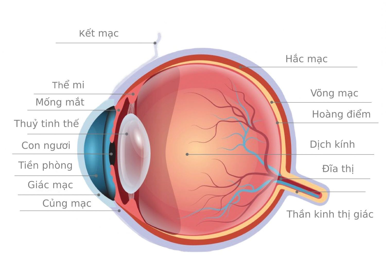 Sự điều tiết của mắt là sự thay đổi độ cong các mặt