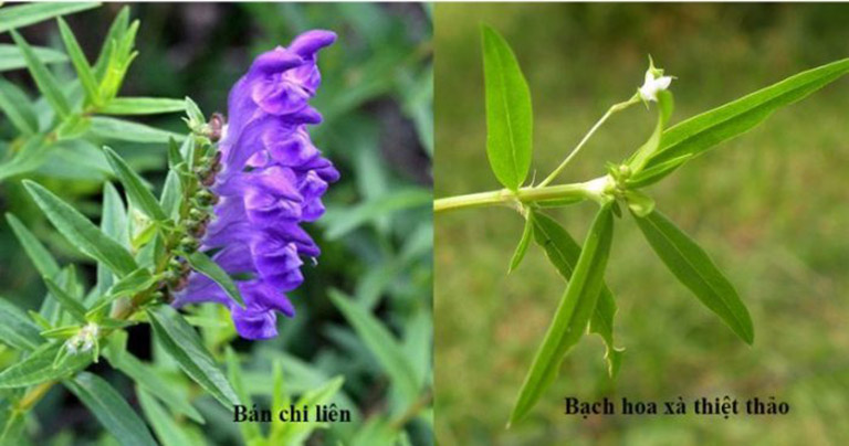 Bán chi liên bạch hoa xà có tác dụng gì đối với sức khỏe