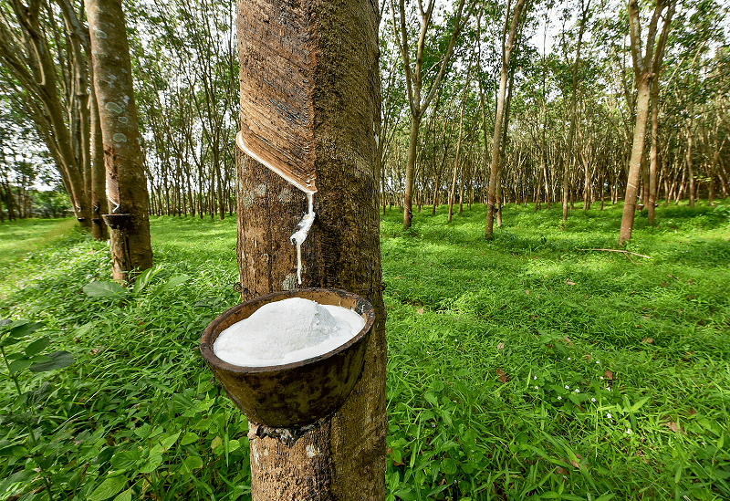 Đông Nam Bộ dẫn đầu cả nước về diện tích gieo trồng cây công nghiệp nào sau đây?