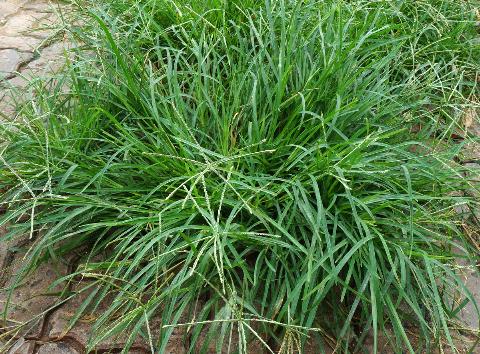 Cỏ mần trầu có tác dụng như thế nào?