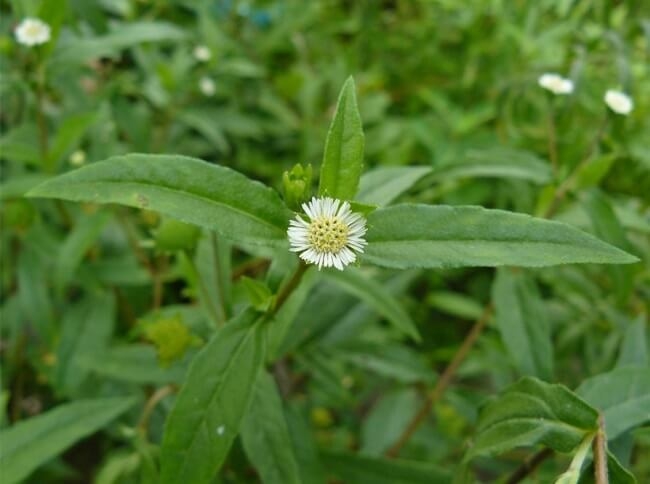Cỏ mực (nhọ nồi) có tác dụng gì?