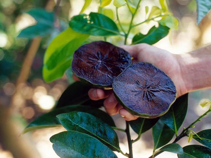 Hồng Socola (Black Sapote) là quả gì?