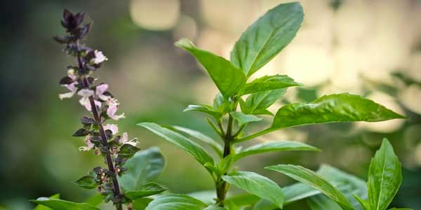 Cây hương nhu có công dụng chữa bệnh như thế nào?