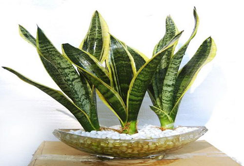 Cây lưỡi hổ là cây gì? Cây lưỡi hổ có tác dụng gì?