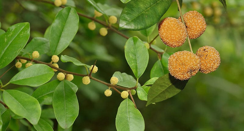 Tác dụng của cây mỏ quạ theo như kinh nghiệm dân