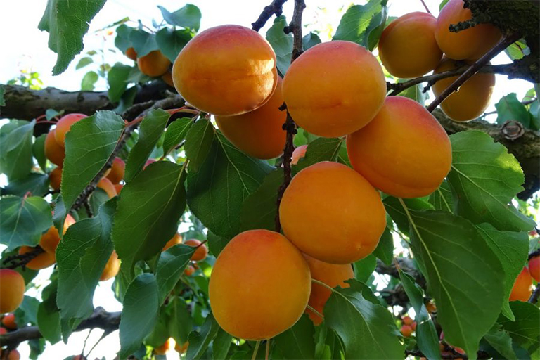 Tác dụng chữa bệnh của quả ô mai mà không phải ai cũng biết