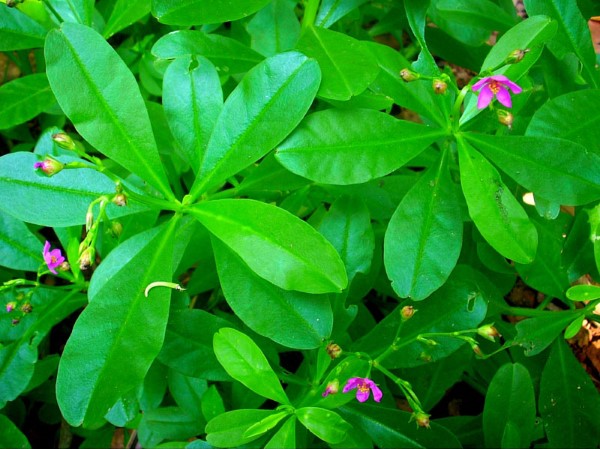 Cây sâm nam là gì? Cây sâm nam có tác dụng gì?