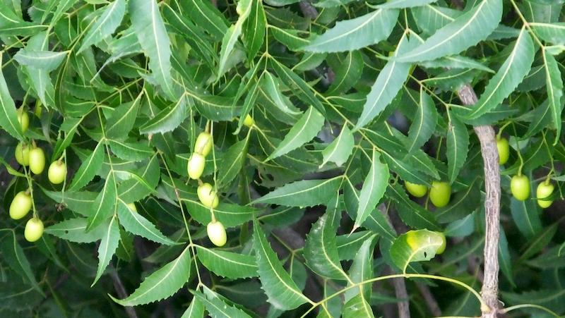 Những tác dụng của cây sầu đâu mà không phải ai cũng biết