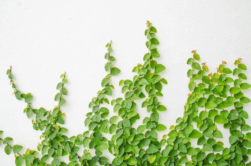 Tác dụng của cây thằn lằn mà không phải ai cũng biết