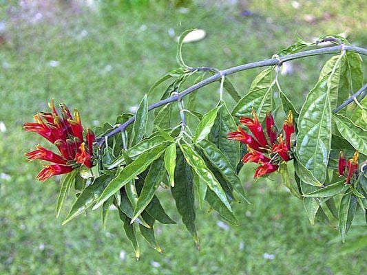 Các công dụng của cây xương khỉ đối với sức khỏe