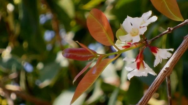 Công dụng của cây đỏ ngọn mà không phải ai cũng biết