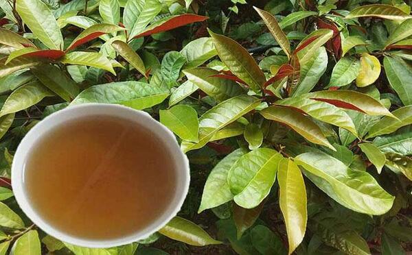 Cây đơn lá đỏ trị mề đay được hay không?