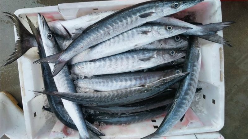 Hướng dẫn cách trị dị ứng cá biển