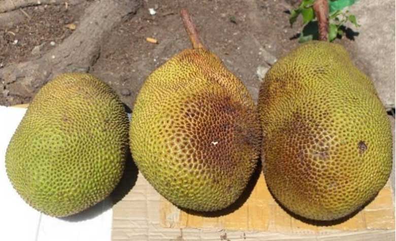 Hướng dẫn cách làm mít nhanh chín