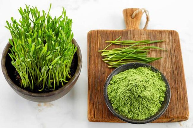 Wheatgrass là gì? Tác dụng và cách dùng của cỏ lúa mì