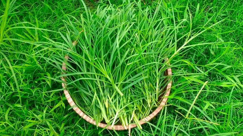 Cỏ mần trầu có tác dụng như thế nào?