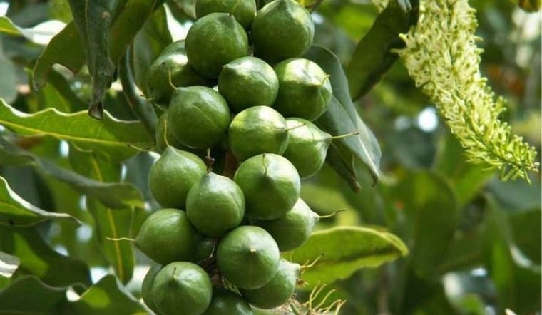 Hạt macca có tác dụng gì? Giá trị dinh dưỡng của hạt Macca