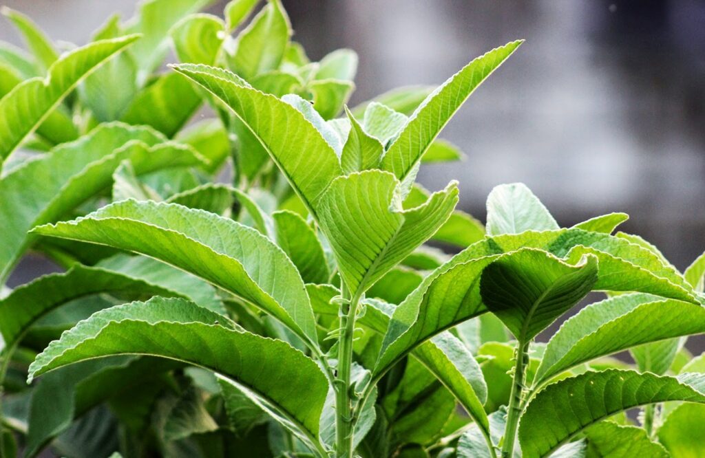 Hình minh họa (nguồn sưu tầm)