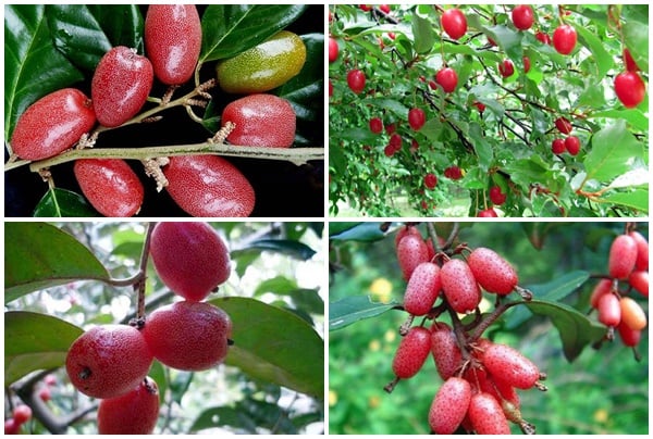 Quả nhót là quả gì, bán ở đâu? Ăn quả nhót như thế nào?