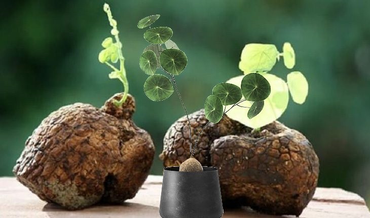 Củ bình vôi có tác dụng gì đối với sức khỏe ?