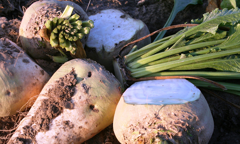 Củ cải đường (sugar beet) là gì? Phân biệt với củ cải trắng, củ dền