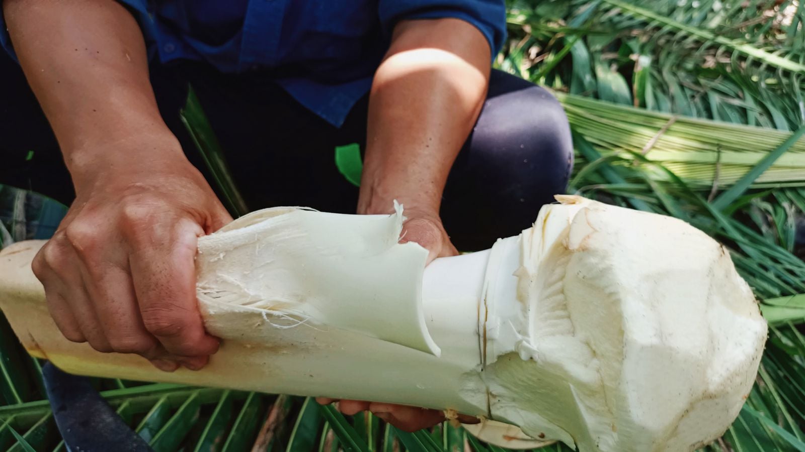 Củ hủ dừa (cổ hũ dừa) là gì?  Củ hủ dừa làm gì ngon?