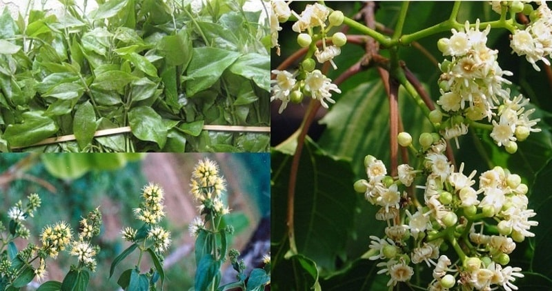Cây dạ cẩm là gì? Cây dạ cẩm có tác dụng gì?