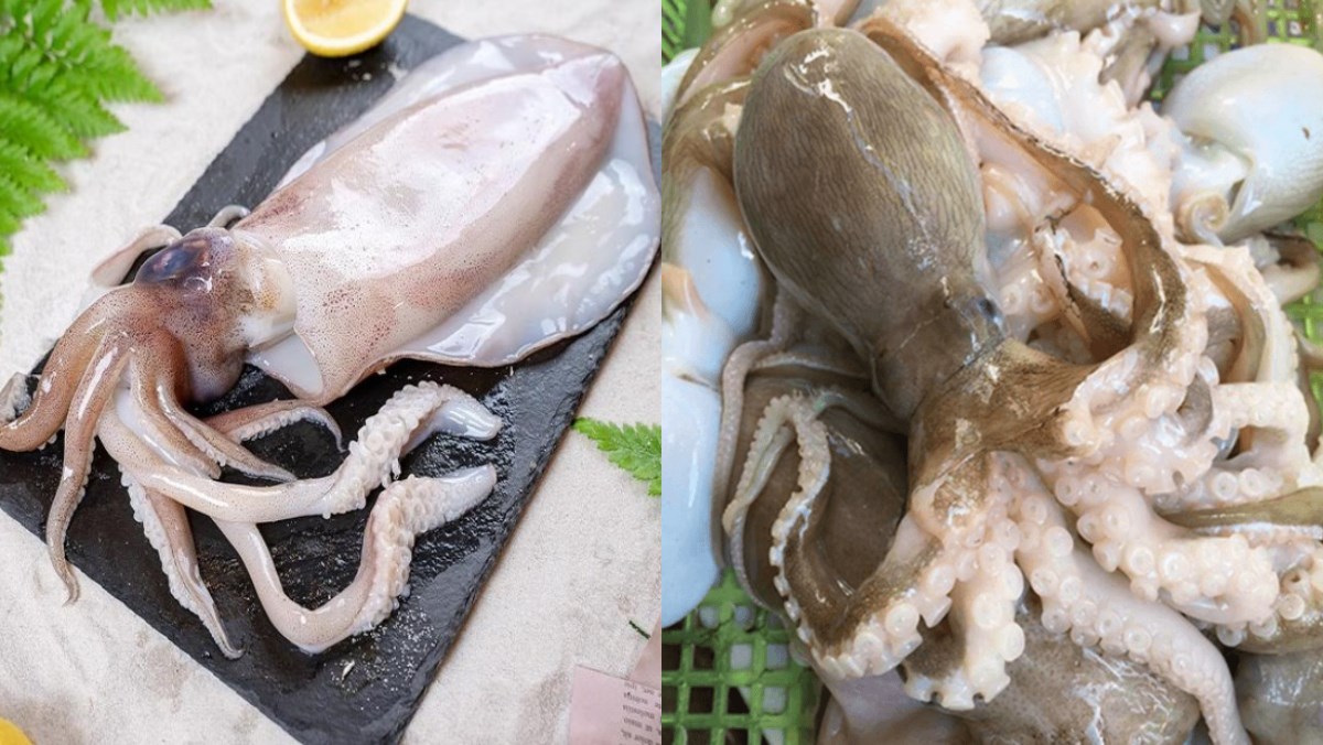 Bạch tuộc làm món gì ngon? Những món ăn từ bạch tuộc hấp dẫn đơn giản