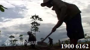 Tư vấn pháp luật về cấp sổ đỏ đất khai hoang ?