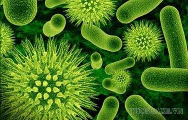 Tự dưỡng là gì? Dị dưỡng là gì? Lấy ví dụ tự dưỡng và dị dưỡng