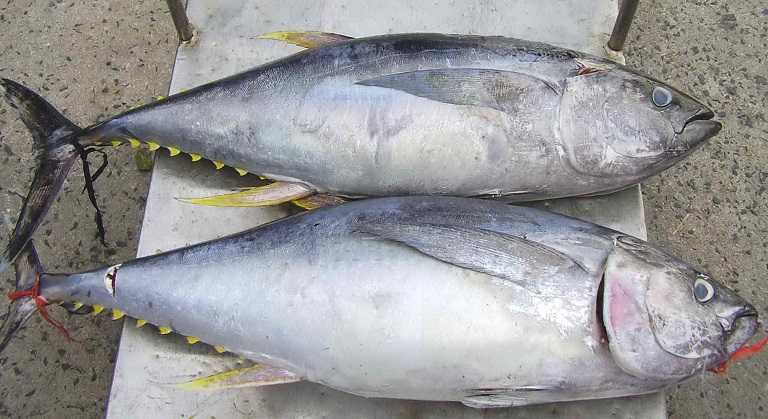 Hướng dẫn cách trị dị ứng cá biển