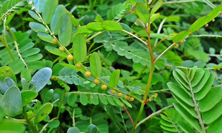 Tác dụng của diệp hạ châu không phải ai cũng biết