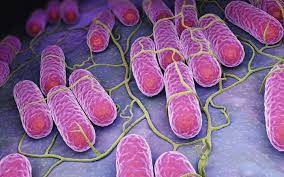 Những điều bạn cần biết về vi khuẩn Salmonella