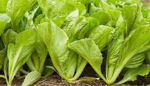 Các loại thực phẩm giúp ngăn ngừa ung thư vú