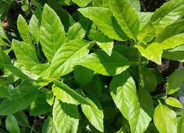 Cây từ bi chữa bệnh gì?