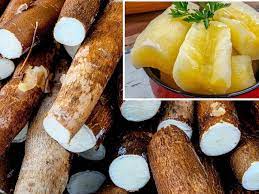 Vì sao củ sắn có thể gây say, ngộ độc?