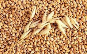Tổng hợp 11 lựa chọn thay thế tốt cho gạo
