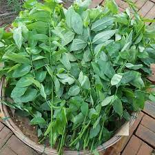 Mang thai có ăn rau ngót được không?