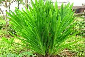 Tác dụng chữa bệnh của cây rẻ quạt hiện nay